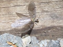 Chauliodes pectinicornis 246980832 by Alina Martin. Used under a CC BY 4.0 license.
