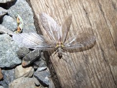 Chauliodes pectinicornis 246980833 by Alina Martin. Used under a CC BY 4.0 license.