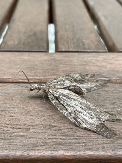 Chauliodes pectinicornis 293405486 by Pete Grannis. Used under a CC BY 4.0 license.