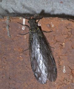 Chauliodes rastricornis P1490863a by 
xpda. Used under a CC BY-SA 4.0 license.