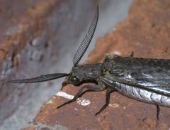 Chauliodes rastricornis P1490864a by 
xpda. Used under a CC BY-SA 4.0 license.