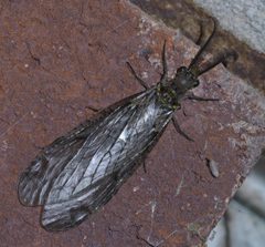 Chauliodes rastricornis P1490902a by 
xpda. Used under a CC BY-SA 4.0 license.