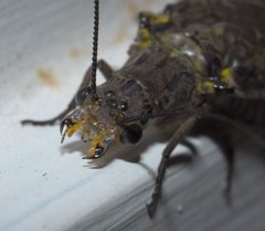 Chauliodes rastricornis P1000439a by 
xpda. Used under a CC BY-SA 4.0 license.