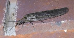 Chauliodes rastricornis P1370356a by 
xpda. Used under a CC BY-SA 4.0 license.