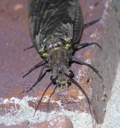 Chauliodes rastricornis P1370357a by
xpda. Used under a CC BY-SA 4.0 license.