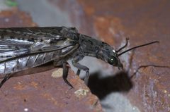 Chauliodes rastricornis P1400671a by 
xpda. Used under a CC BY-SA 4.0 license.