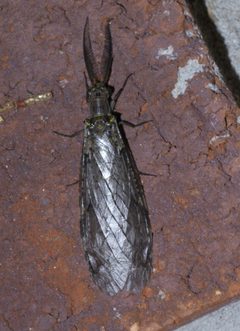 Chauliodes rastricornis P1500043a by 
xpda. Used under a CC BY-SA 4.0 license.