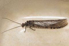 Protochauliodes spenceri 01 by CBG Photography Group, Centre for Biodiversity Genomics. Used under a CC0 license.