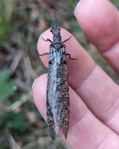 Protochauliodes spenceri 295677397 by Ben Keen. Used under a CC0 license.
