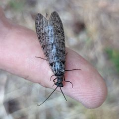 Protochauliodes spenceri 310102480 by Ben Keen. Used under a CC0 license.
