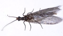 Protochauliodes spenceri 3714066 by Don Loarie. Used under a CC BY 4.0 license.