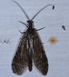 Protochauliodes spenceri 3905526 by Don Loarie. Used under a CC BY 4.0 license.