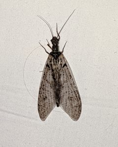 Protochauliodes spenceri 46434045 by Ben Keen. Used under a CC0 license.