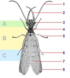Corydalus cornutus illustration tagged by Corydalus_cornutus_illustration.png: Richard Hertwig
derivative work: B kimmel (talk). Used under a Public domain license.