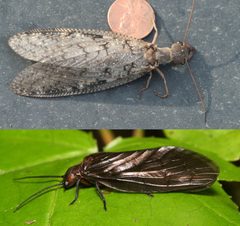 Corydalus versus Protosialis by Sialis_spPCCA20050708-9036A.jpg: Patrick Coin (Patrick Coin)
Corydalus_cornutus_5000010.jpg: Whitney Cranshaw, Colorado State University
derivative work: B kimmel (talk). Used under a CC BY-SA 3.0 license.