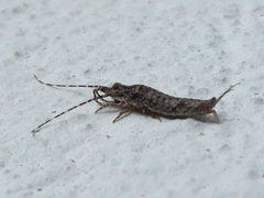 Trigoniophthalmus alternatus Candriai 03 by Syrio. Used under a CC BY-SA 4.0 license.