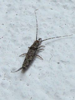 Trigoniophthalmus alternatus Candriai 04 by Syrio. Used under a CC BY-SA 4.0 license.