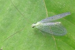 Green Lacewing Chrysopa chi by Jacy Lucier. Used under a CC BY-SA 4.0 license.
