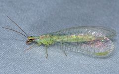 Chrysopa coloradensis by Don Loarie. Used under a CC BY 4.0 license.