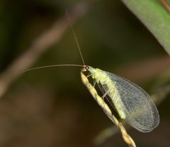 Chrysopa oculata by wikipedia. Used under a Public domain license.