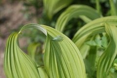 Chrysopa oculata 1163 by Walter Siegmund (talk). Used under a CC BY-SA 3.0 license.