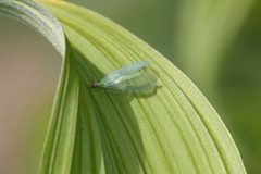 Chrysopa oculata 1167 by Walter Siegmund (talk). Used under a CC BY-SA 3.0 license.