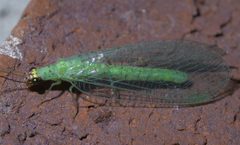 Chrysopa oculata P1550579a by 
xpda. Used under a CC BY-SA 4.0 license.