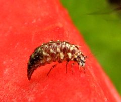 Green Lacewing Chrysopa oculata larva by Jacy Lucier. Used under a CC BY-SA 4.0 license.