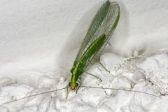 Sa lacewing by Sanjay Acharya (User:sanjay_ach). Used under a CC BY-SA 3.0 license.