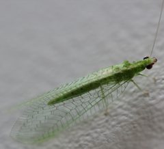 Green Lacewing Insect by Julia Wilkins. Used under a CC BY-SA 3.0 license.