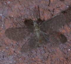 Nallachius americanus P1300162a by 
xpda. Used under a CC BY-SA 4.0 license.