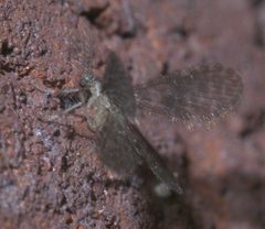 Nallachius americanus P1300163a by 
xpda. Used under a CC BY-SA 4.0 license.