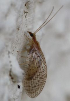 2017 05 18 Hemerobius humulinus by Slimguy. Used under a CC BY 4.0 license.