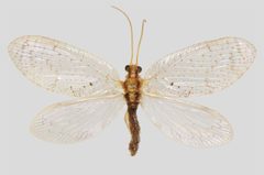 Hemerobius humulinus by Teemu Rintala, Timo Lehto. Used under a CC BY 4.0 license.