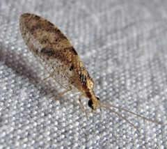 Striped Brown Lacewing Hemerobius humulinus by Jacy Lucier. Used under a CC BY-SA 4.0 license.