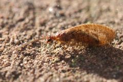 2017 03 25 Hemerobius stigma by Slimguy. Used under a CC BY 4.0 license.