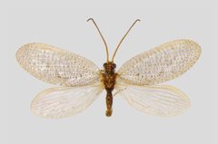 Hemerobius stigma by Teemu Rintala, Timo Lehto. Used under a CC BY 4.0 license.