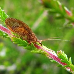 Hemerobius stigma 115750391 by Barry Walter. Used under a CC BY 4.0 license.