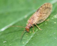 2016 09 28 Micromus angulatus by Slimguy. Used under a CC BY-SA 4.0 license.