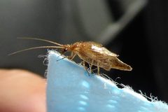 Damaged Micromus angulatus Regnana 01 by Syrio. Used under a CC BY-SA 4.0 license.