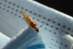 Damaged Micromus angulatus Regnana 03 by Syrio. Used under a CC BY-SA 4.0 license.