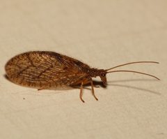 Micromus angulatus by 



This image is created by user Dick Belgers at Waarneming.nl, a source of nature observations in the Netherlands.
. Used under a CC BY 3.0 license.