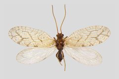 Micromus angulatus01 by Teemu Rintala, Timo Lehto. Used under a CC BY 4.0 license.