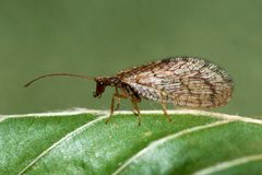 Micromus angulatus02 by Ole Fogh Nielsen. Used under a CC BY 4.0 license.