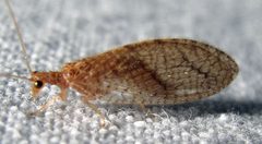 Brown Lacewing Micromus posticus by Jacy Lucier. Used under a CC BY-SA 4.0 license.