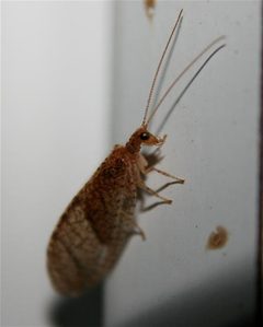 Micromus posticus by Cody Hough. Used under a CC BY-SA 3.0 license.