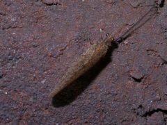 Micromus posticus P1340430a by 
xpda. Used under a CC BY-SA 4.0 license.