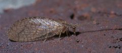 Micromus posticus P1340432a by 
xpda. Used under a CC BY-SA 4.0 license.
