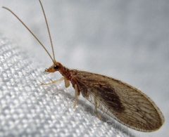 Brown Lacewing Micromus subanticus by Jacy Lucier. Used under a CC BY-SA 4.0 license.