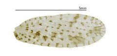 Forewing of Micromus variegatus by Jan G. Klimaszewski, Laurent LeSage, Karine Savard. Used under a CC BY 3.0 license.